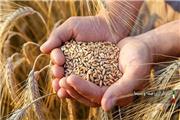 خرید 280 هزار تن گندم از کشاورزان لرستانی