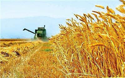 خرید بیش از 180 هزار تُن گندم مازاد بر نیاز کشاورزان لرستان
