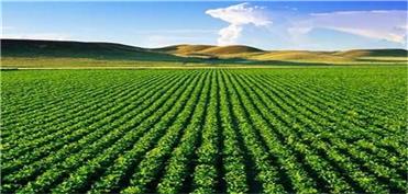 حدود 500 هکتار از مزارع کشاورزی استان از طریق فاضلاب آبیاری می‌شود